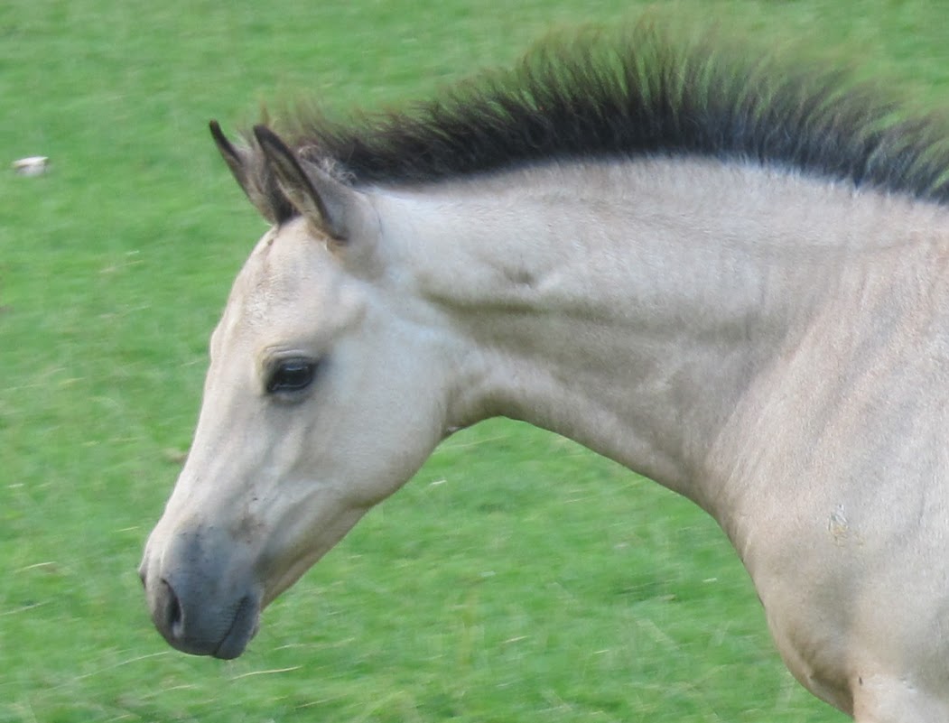 Quarter Horses for Sale at Wilden Quarter Horses, UK